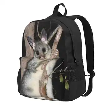 ? Австралийский кустохвостый опоссум (молодой) Рюкзак для ноутбука, дорожные сумки для студентов колледжа, Австралийский кустохвостый опоссум, Земля для путешествий