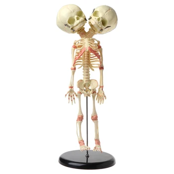 37 см Человеческая Двойная Голова Детский Череп Скелет Анатомия Мозга Дисплей Исследование Обучение Анатомическая Модель Челнока