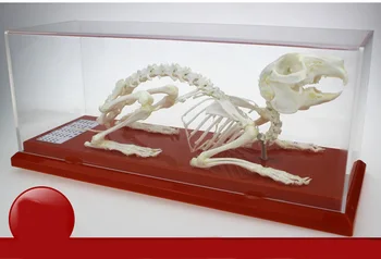 Образцы скелета кролика модель скелета кролика учебное оборудование обучающая модель