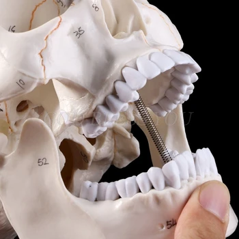 Модель человеческого черепа в натуральную величину, Анатомическая анатомия, медицинское обучение, голова скелета, учебные принадлежности, прямая поставка